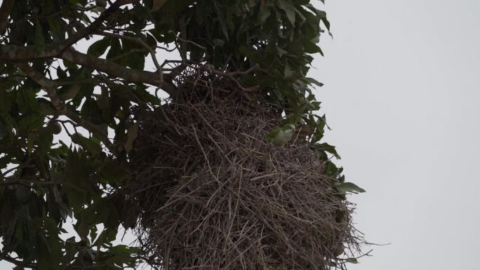 僧侣长尾小鹦鹉的繁殖地，Myiopsitta monachus，也叫贵格鹦鹉，它们在巴西潘塔纳尔湿地