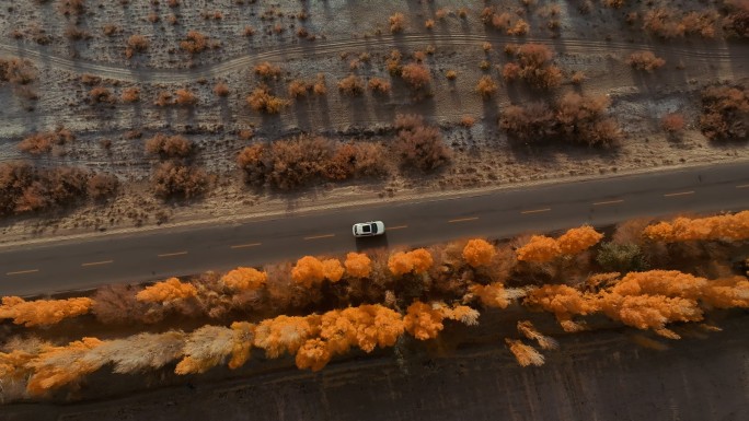 秋天汽车在沙漠边缘金黄林荫道上行驶跟随