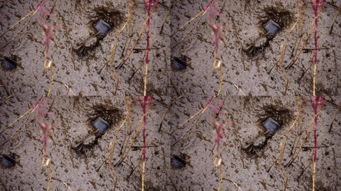 4K实拍盘锦湿地河蟹螃蟹吃食物