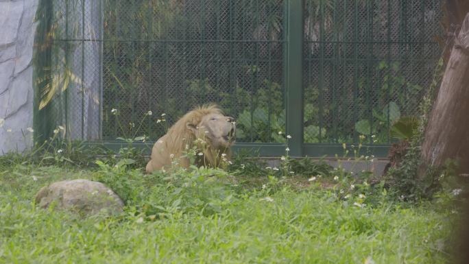 2023广州动物园游览狮子