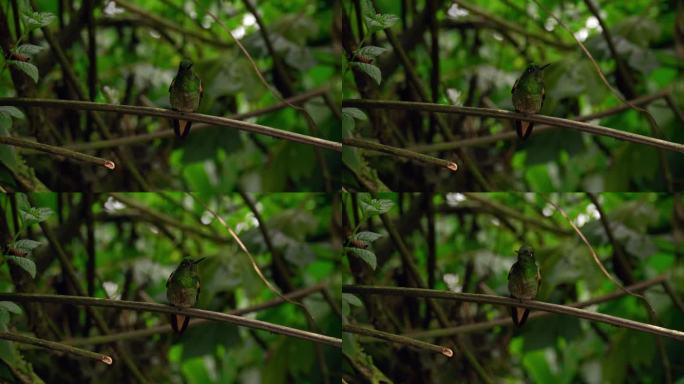 在南美洲的厄瓜多尔，一只彩虹色的绿色蜂鸟栖息在黑暗森林的树枝上，准备飞走。