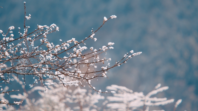 冬 雪 压树枝