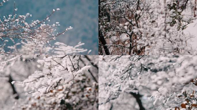 冬 雪 压树枝