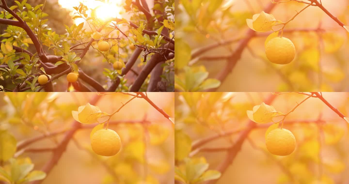 4K秋日暖阳立秋深秋柑橘甜橙丰收光影8
