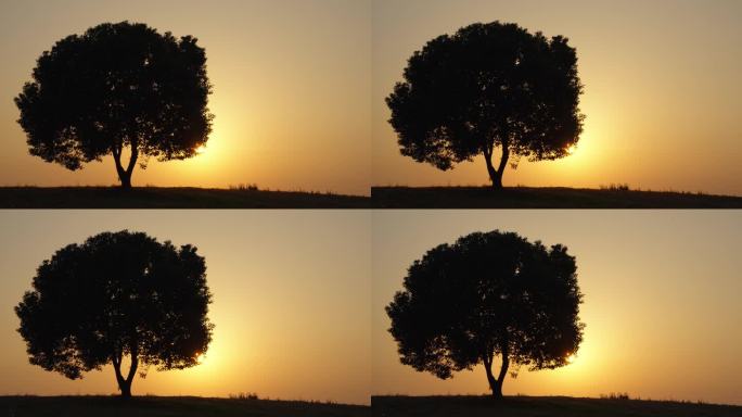 (4k原创)一棵大树 一棵大树 夕阳