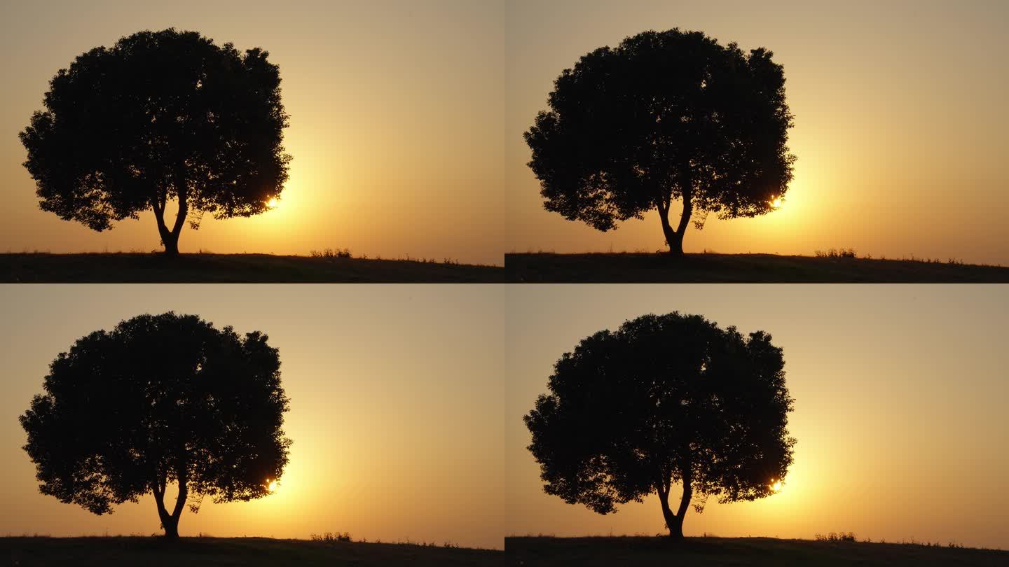 (4k原创)一棵大树 一棵大树 夕阳