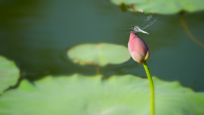 小荷才露尖尖角 早有蜻蜓蜓立上头