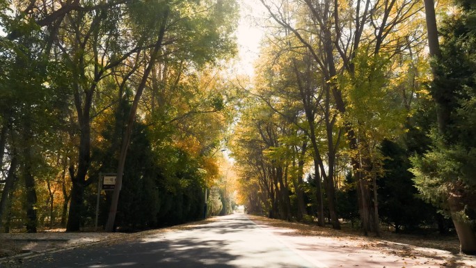 道路树林林荫道秋天穿梭行驶空镜