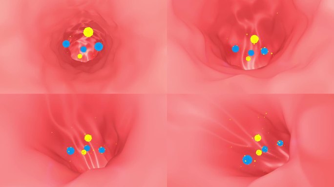 医学药物肠道吸收人体机制动画