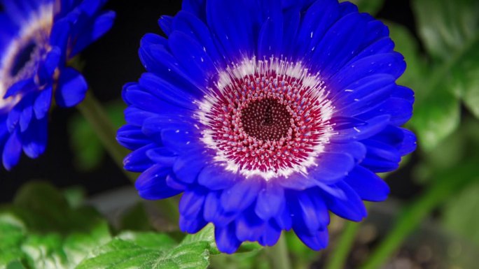 蓝色非洲菊开放花在黑色背景上的时间流逝。两个深蓝色的雏菊生长和盛开的时间