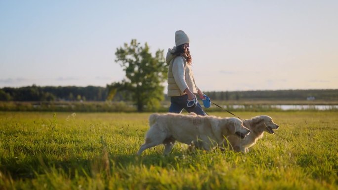 一名妇女牵着两条听话的金毛猎犬在草地上散步。穿暖和的衣服