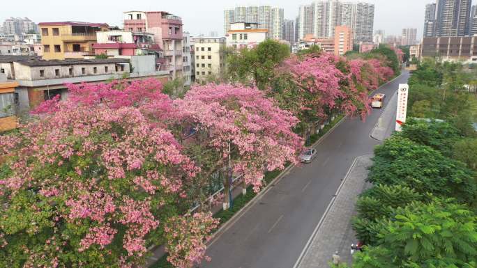 中国广东省广州市荔湾区坦尾美丽异木棉