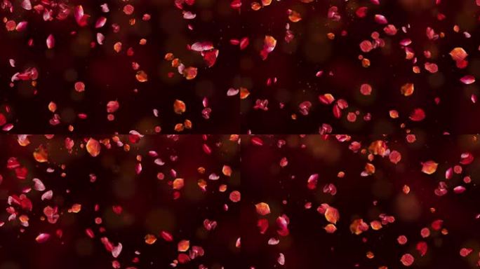 秋天的红叶柿树叶片头8K背景素材