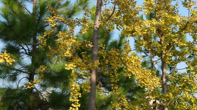 初冬时节金色银杏树叶