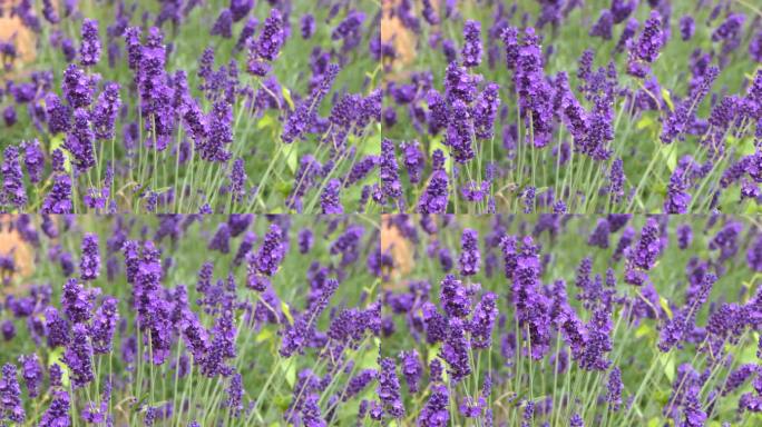 紫色的薰衣草在风中摇曳