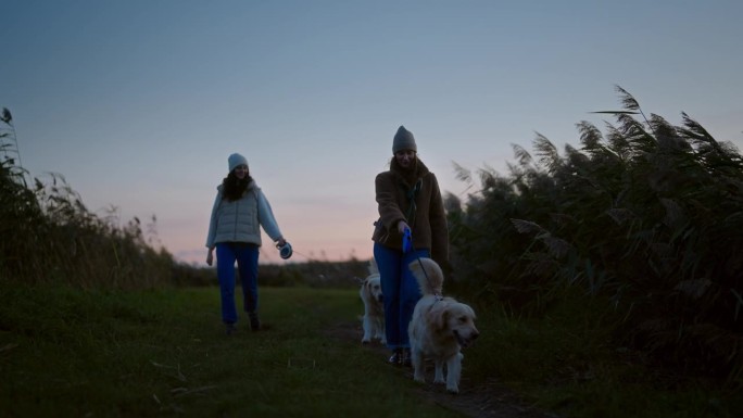 日落时分，两个女人在湖边的乡间小路上遛着金毛猎犬。芦苇随风摇摆