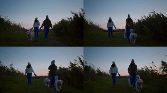 日落时分，两个女人在湖边的乡间小路上遛着金毛猎犬。芦苇随风摇摆