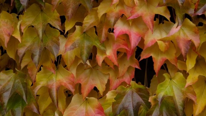 秋天的颜色明亮的粉红色，黄色，绿色的叶子在墙上的少女葡萄。秋天鲜艳的色彩。孤雌草或波士顿常青藤在秋天