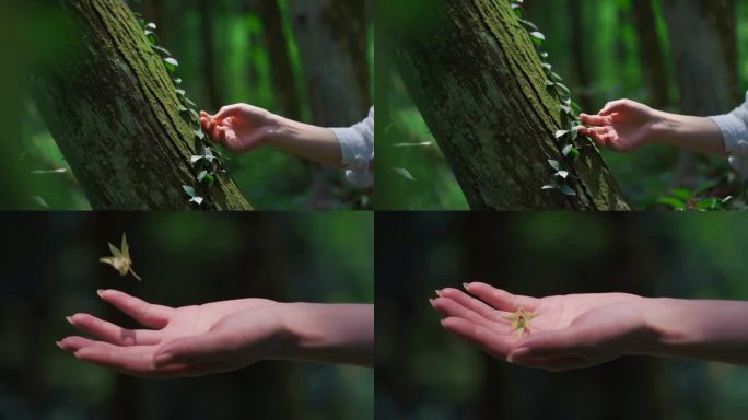 女性的手抚摸自然