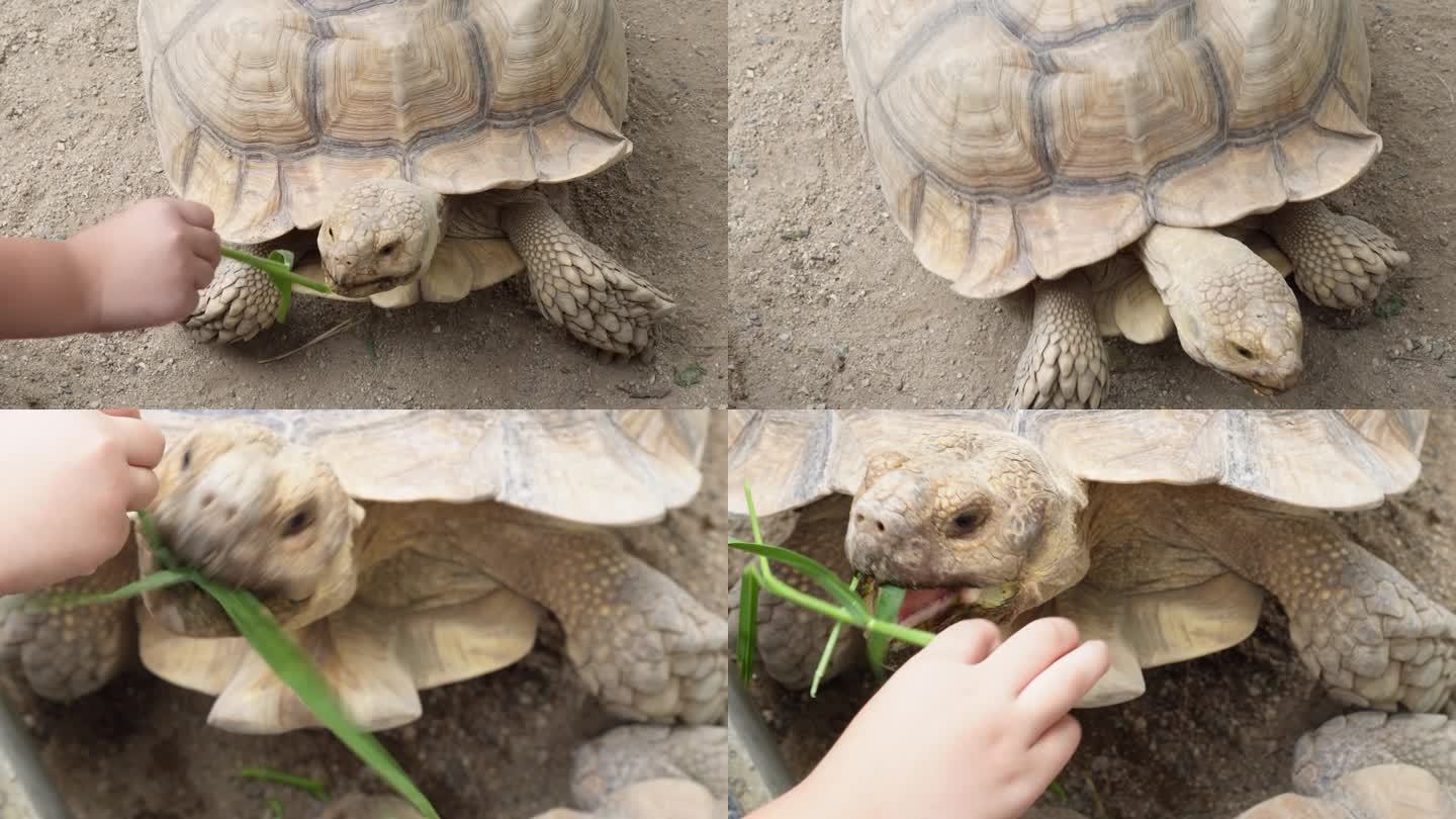 一个农场里一只巨大的古代巨龟在吃一群游客提供的食物的视频片段。