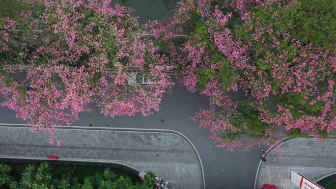 中国广东省广州市荔湾区坦尾美丽异木棉