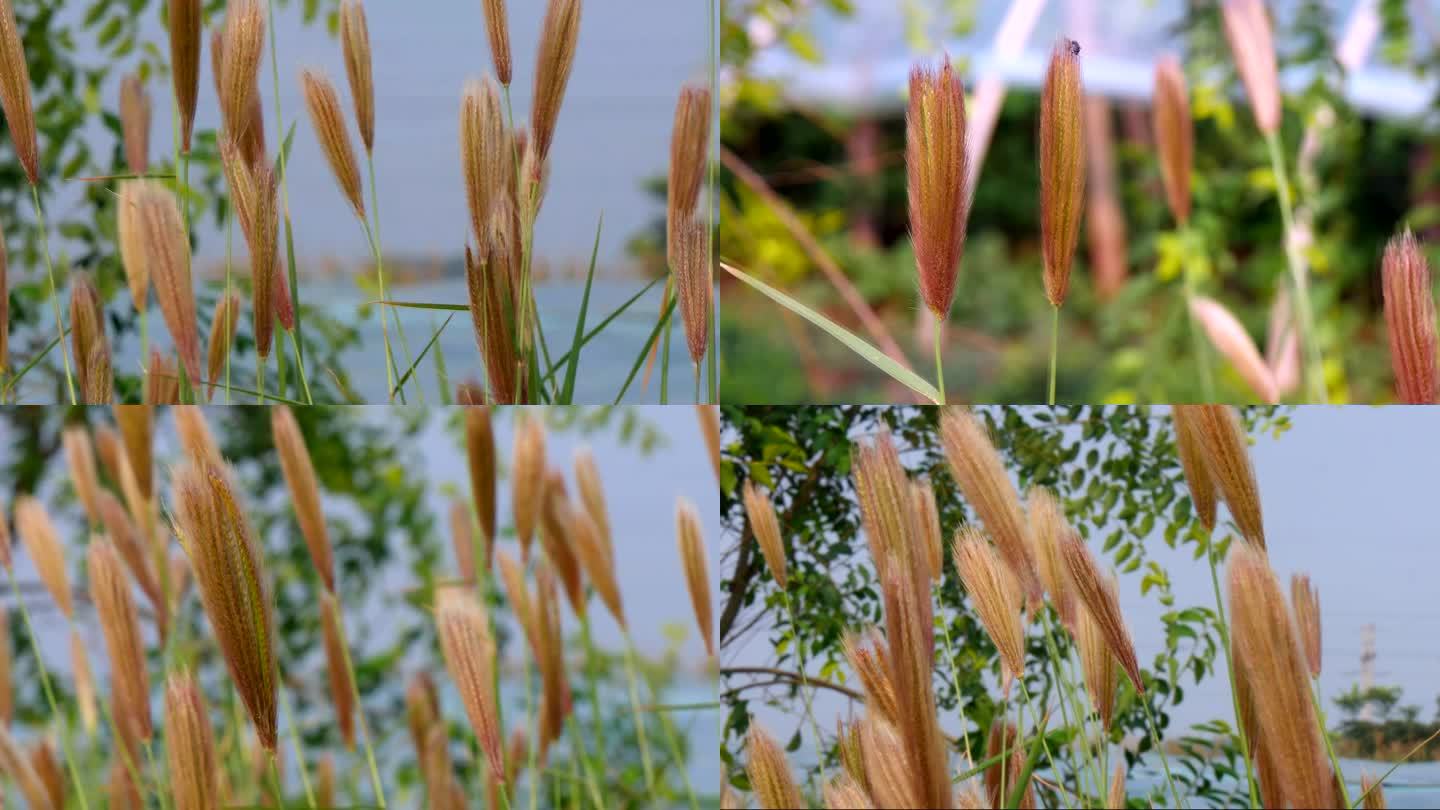 虎尾草 刷子头 野草