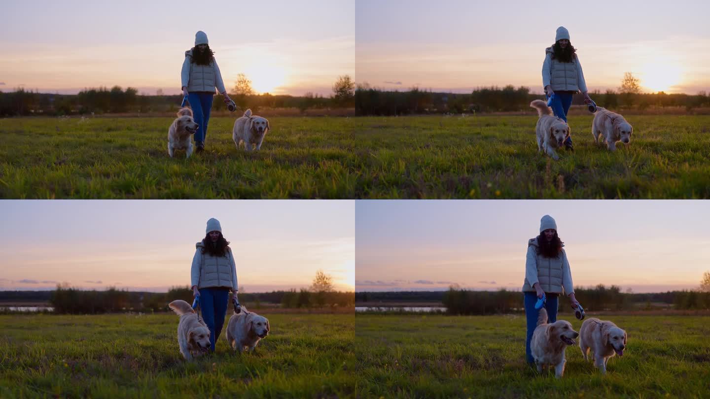 日落时分，一位妇女在草地上遛着两只金毛猎犬