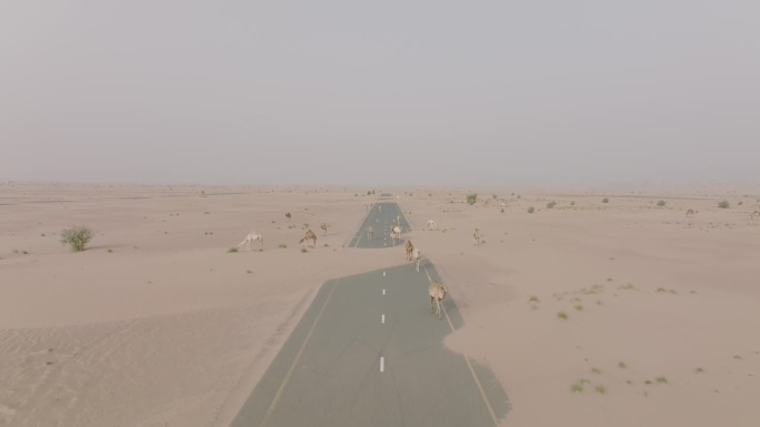 迪拜沙漠中，骆驼在沙地上行走的航拍视频