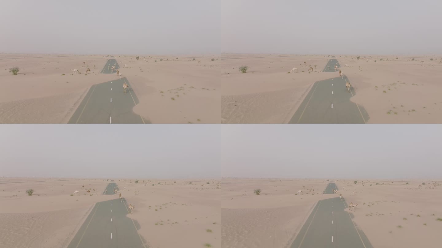 迪拜沙漠中，骆驼在沙地上行走的航拍视频