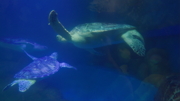 水族馆 海龟实拍 海底世界