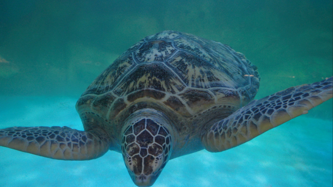 水族馆 海龟实拍 海底世界