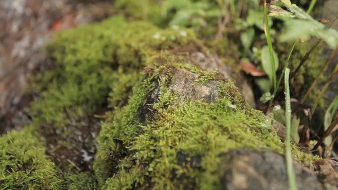 山间草木山水溪水山花