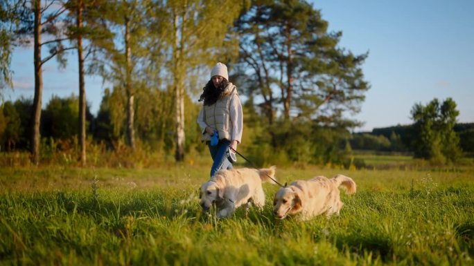 一个女人牵着两条金毛猎犬在草地上散步。穿暖和的衣服