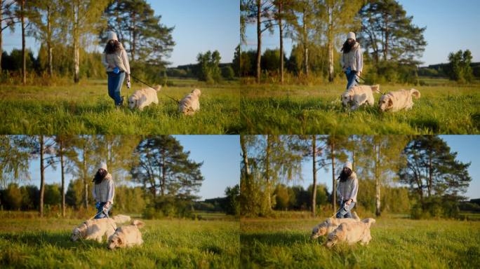 一个女人牵着两条金毛猎犬在草地上散步。穿暖和的衣服