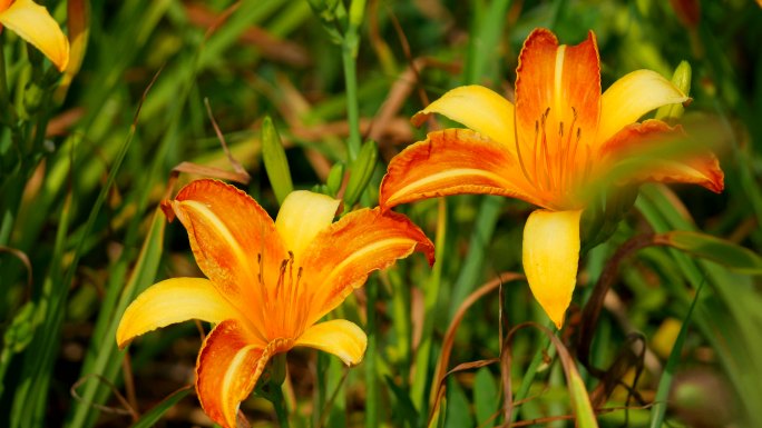 萱草 黄花菜 金针菜 川草花