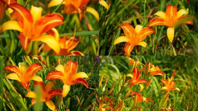 萱草 黄花菜 金针菜 川草花