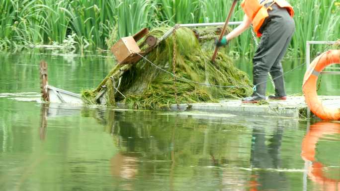 清理河道 清理水草 环境 环保