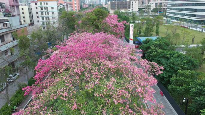 中国广东省广州市荔湾区坦尾美丽异木棉