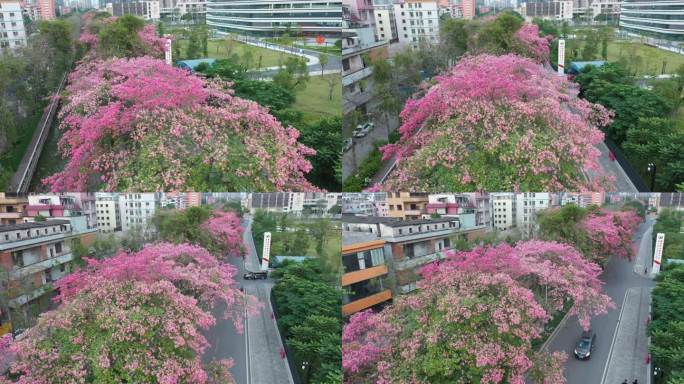 中国广东省广州市荔湾区坦尾美丽异木棉