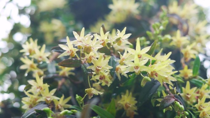 石斛花特写采摘