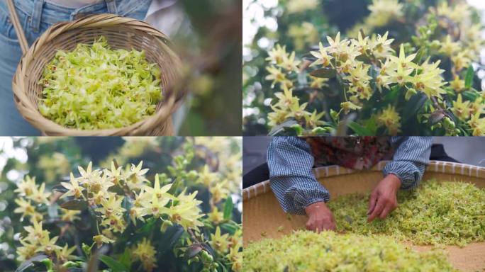 石斛花特写采摘