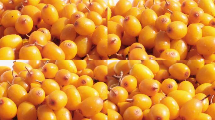 旋转的沙棘浆果显示其充满活力的橙色色调，表明其丰富的类胡萝卜素含量，对眼睛健康有益。