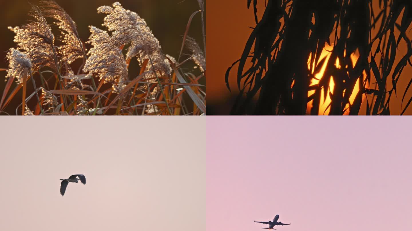 湘湖 狗 芦苇 夕阳 鸟 飞机 月亮