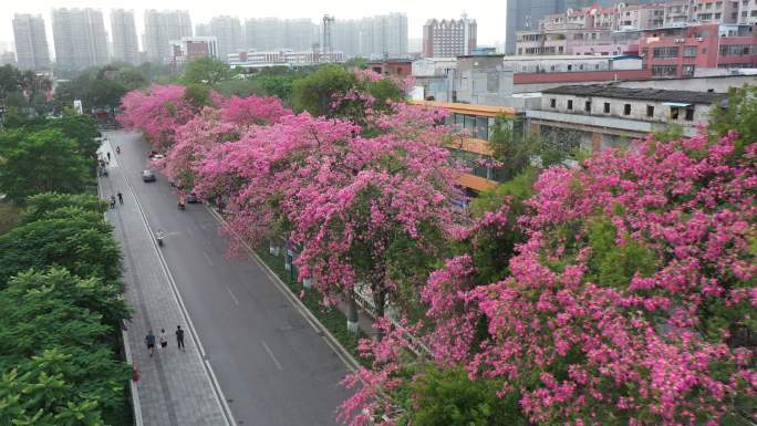 中国广东省广州市荔湾区坦尾美丽异木棉