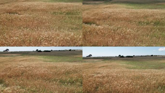 空中摄影车倾斜沿着小麦在多风的田地里摇曳，远处显示出橘黄色的田地