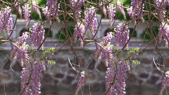 紫藤萝开花