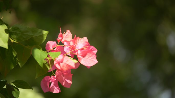 风中的花朵绿叶红花