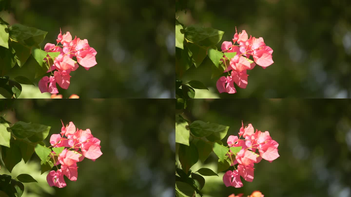 风中的花朵绿叶红花