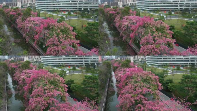 中国广东省广州市荔湾区坦尾美丽异木棉