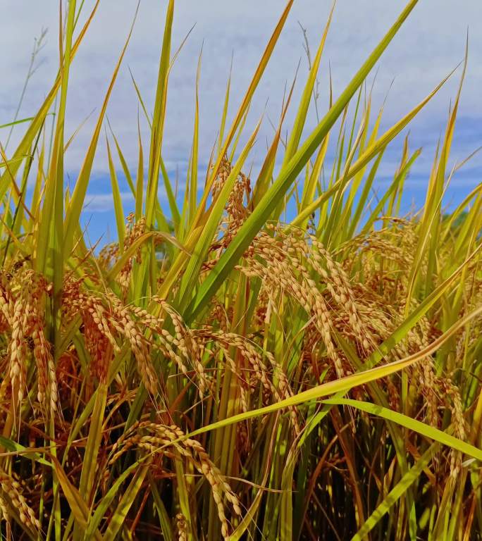 秋收成熟的金色稻田丰收的沉甸甸的稻穗竖屏